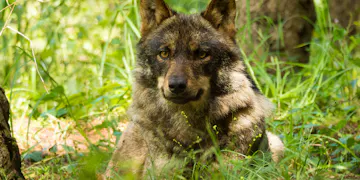 Wolf Conservation volunteering in Portugal with IVHQ