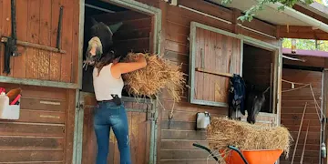 Volunteer on the Horse Caretakers project with IVHQ in Portugal