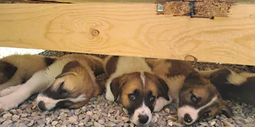 Volunteer on the Animal care project in Romania with IVHQ