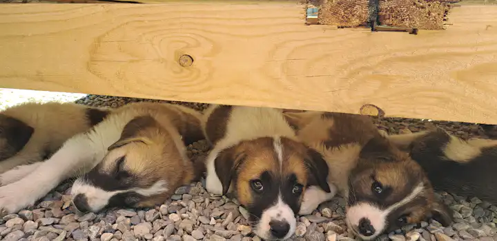 Volunteer on the Animal care project in Romania with IVHQ