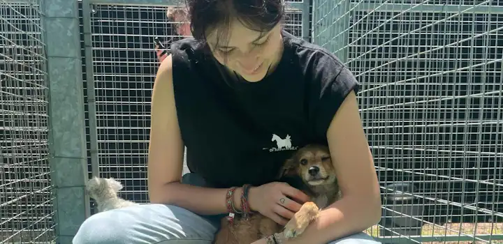 Volunteer on the Animal Care Volunteer Project in Cape Town, South Africa with IVHQ