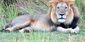 Volunteer on the Wildlife Conservation project in Kruger National Park, South Africa with IVHQ