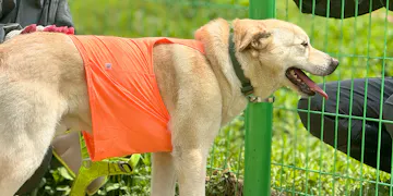 Volunteer on the Animal Care project in South Korea with IVHQ