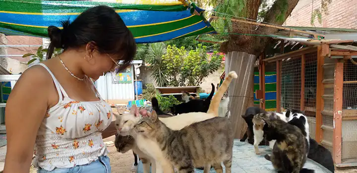 Volunteer on the Animal care project in Barcelona, Spain with IVHQ