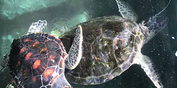 Volunteer on the Turtle Conservation project in Sri Lanka with IVHQ