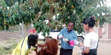 Animal care volunteering in Tanzania with IVHQ